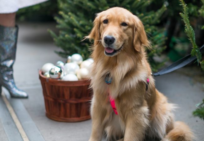 7th Dog of Christmas – @Goldens_Glee